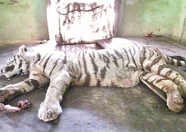 白虎被发现中毒身亡