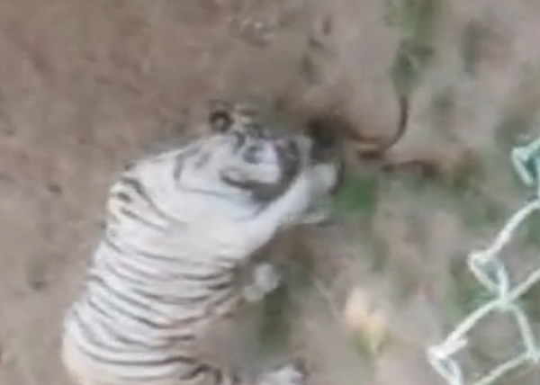 白虎不停朝眼镜蛇攻击