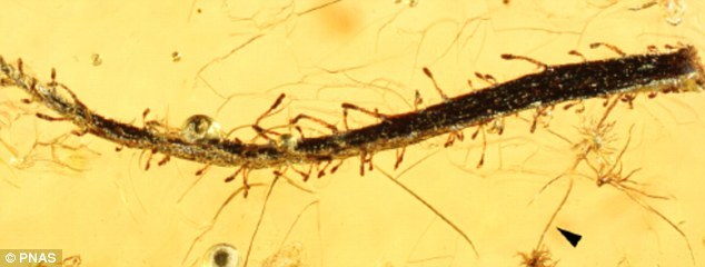 ѧҷһԼ4000ǰڶ˹ʳֲҶӱɻʯڲ޵ĺС浽ɢŶϸ͵ϸë