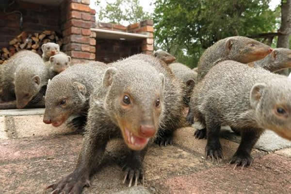 研究发现小型哺乳动物缟獴似乎存在高比例的近亲繁殖现象