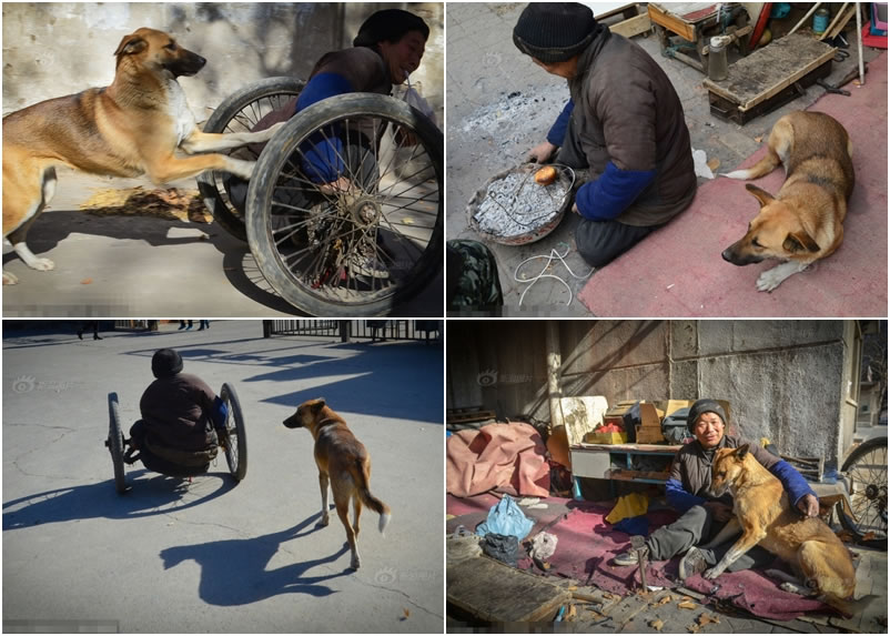 黄狗很通人性,对收养他的老马展露令人动容的忠诚。