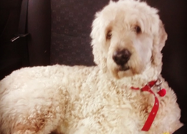 狗主在吉尼斯(图)的狗带上装上摄录机,却发现令人心碎的情境。