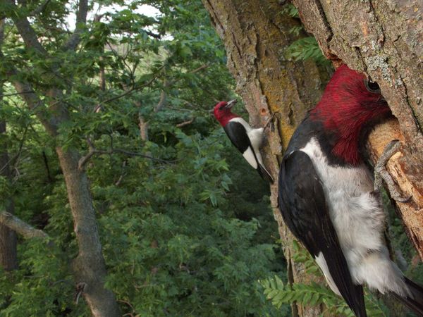 ͷľred-headed woodpecker