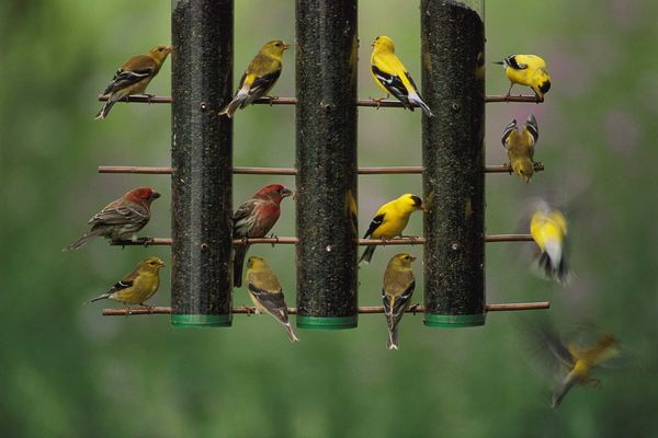 美国金翅雀(American goldfinch)和家朱雀(house finch)