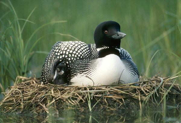 普通潜鸟(common loon)