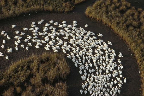 美洲白鹈鹕(American white pelican)