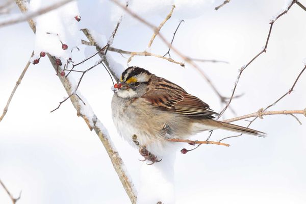 白喉带鵐( white-throated sparrow )