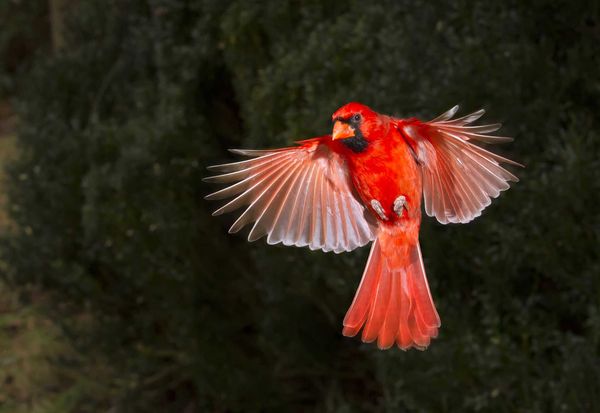 主红雀(northern cardinal)