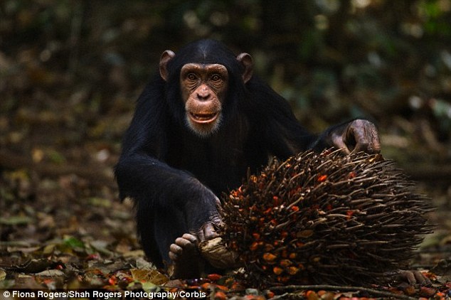 �����о���ʾ�鳤����������ڴ�Լ1000����ǰ��ʼ���þƾ�