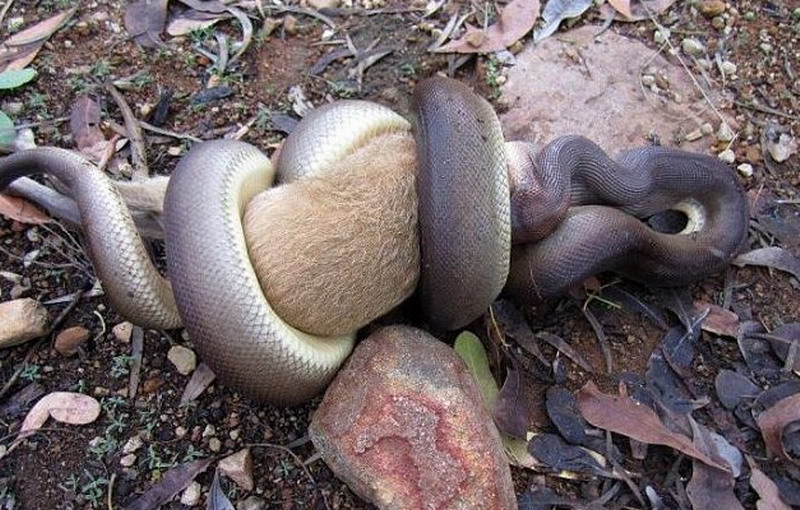 巨蟒正将死去的袋鼠紧紧缠住,吞噬其头部。