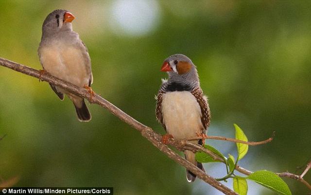 科学家研究发现斑马雀也会喝醉,酒后“唱歌跑调”。