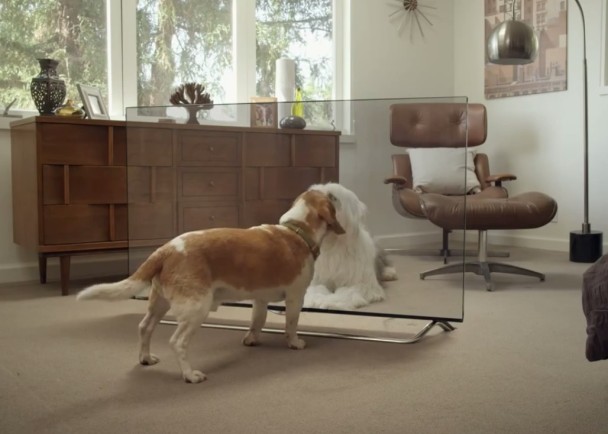 小狗傻傻地伸嘴,向电视屏幕里的另一头小狗送吻。