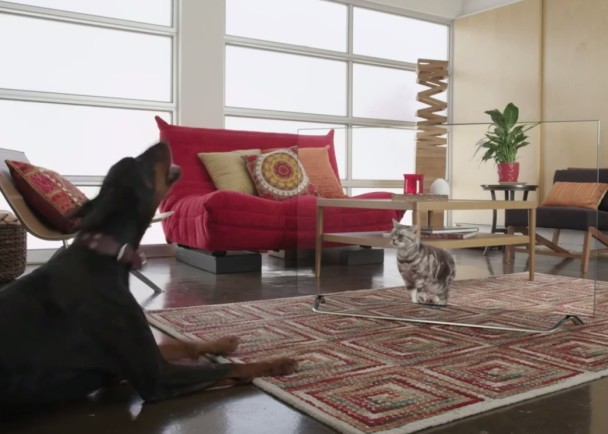 有狗狗对着屏幕里的猫咪吠叫。