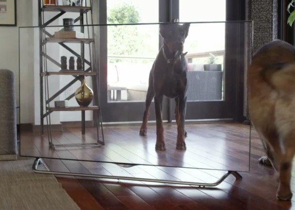 电视呈现的画面太写实,骗倒猫猫狗狗。