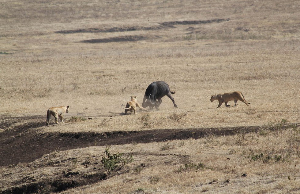 坦桑尼亚一头母水牛为保护幼犊与3只饥饿狮子搏斗并最终获胜