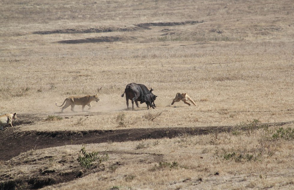 坦桑尼亚一头母水牛为保护幼犊与3只饥饿狮子搏斗并最终获胜