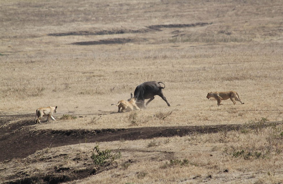 坦桑尼亚一头母水牛为保护幼犊与3只饥饿狮子搏斗并最终获胜