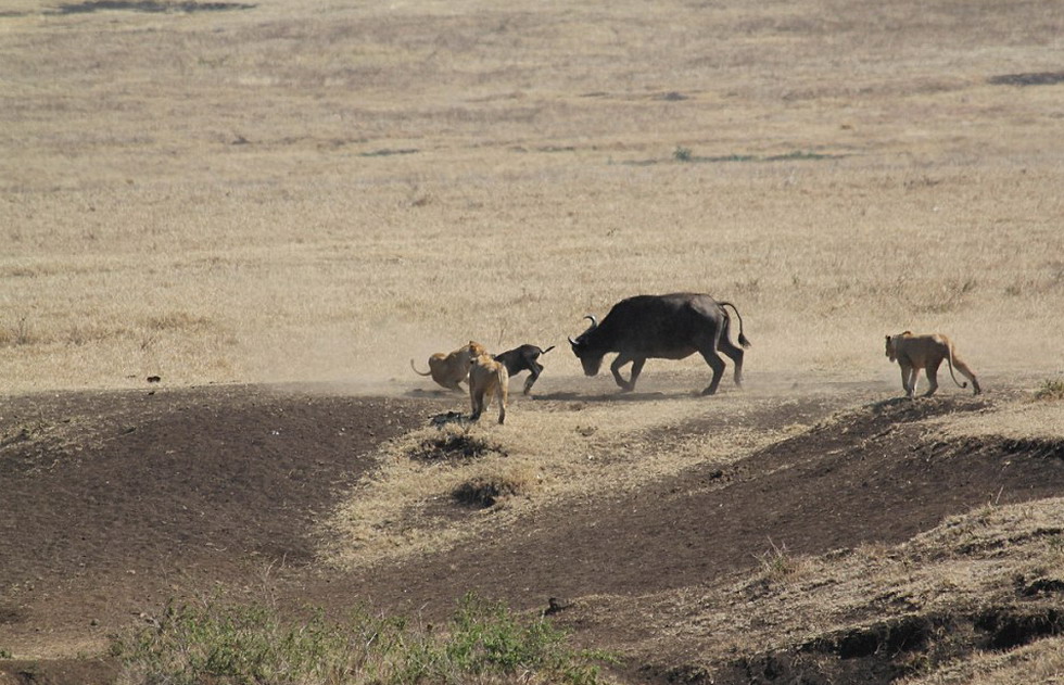 坦桑尼亚一头母水牛为保护幼犊与3只饥饿狮子搏斗并最终获胜