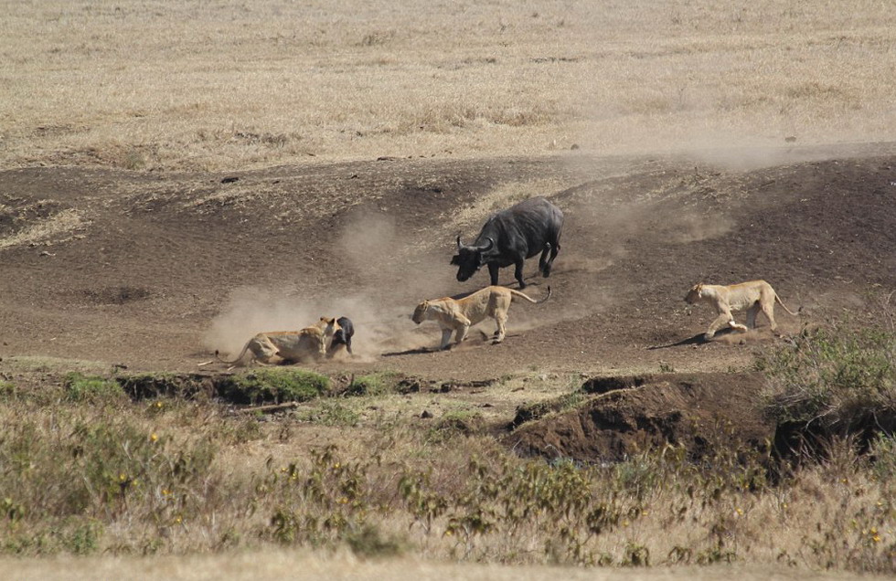 坦桑尼亚一头母水牛为保护幼犊与3只饥饿狮子搏斗并最终获胜