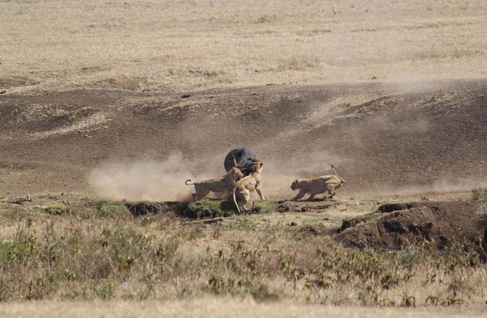 坦桑尼亚一头母水牛为保护幼犊与3只饥饿狮子搏斗并最终获胜