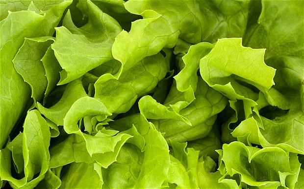 科学家团队提出一个在火星上种植莴苣的计划