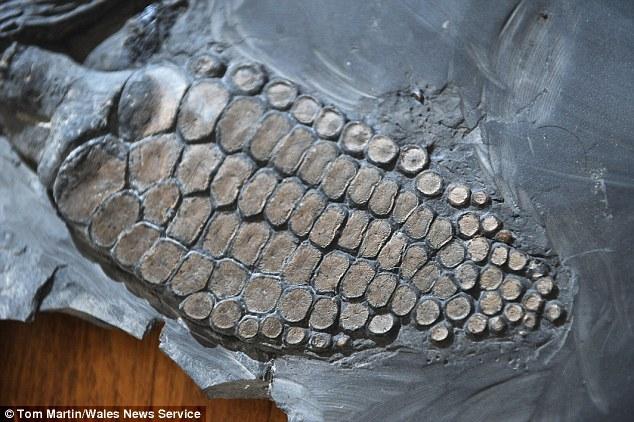 ��Ȼ���������������ڶ����ؿ��ȵ������ֹ��������֮�£���������������ʿ�������״η���������������������ʯ����ͼ��ʾ�����������Ľ��롣