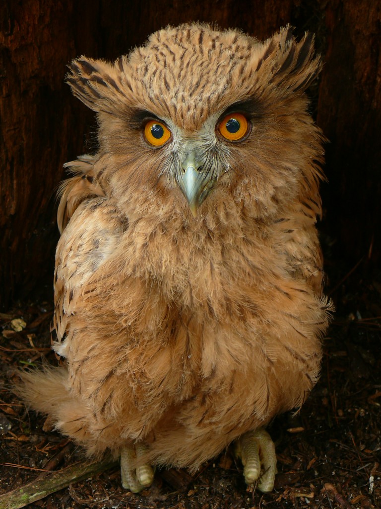 �����^����ͼƬ�ṩ��ѩ�Թ��ҹ�԰����������������Ӱ��