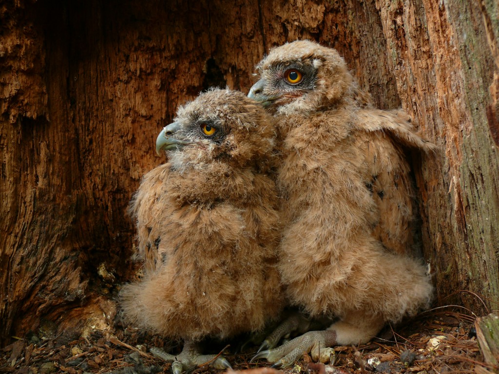 ����С���^ƽ�������볲���о���​​��ĵ��¡�ͼƬ�ṩ��ѩ�Թ��ҹ�԰����������������Ӱ��