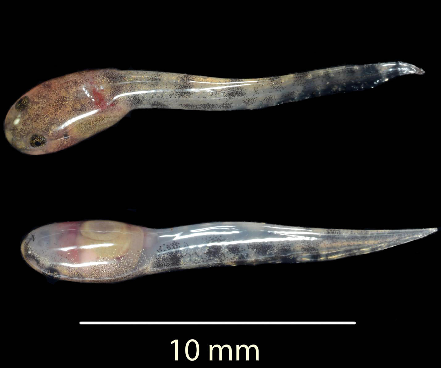 印尼发现能体内受精繁殖后产下蝌蚪的青蛙L. Larvaepartus