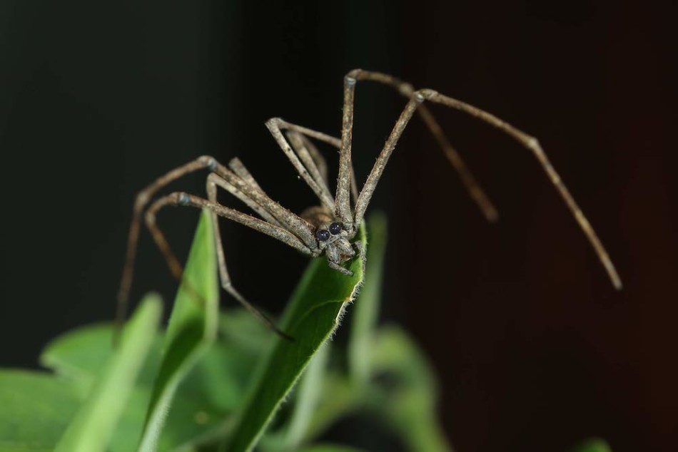 鬼面蛛属的新成员。这种蜘蛛具有两个大眼睛(和很多小眼睛),能利用步足上挂着的网进行捕猎。
