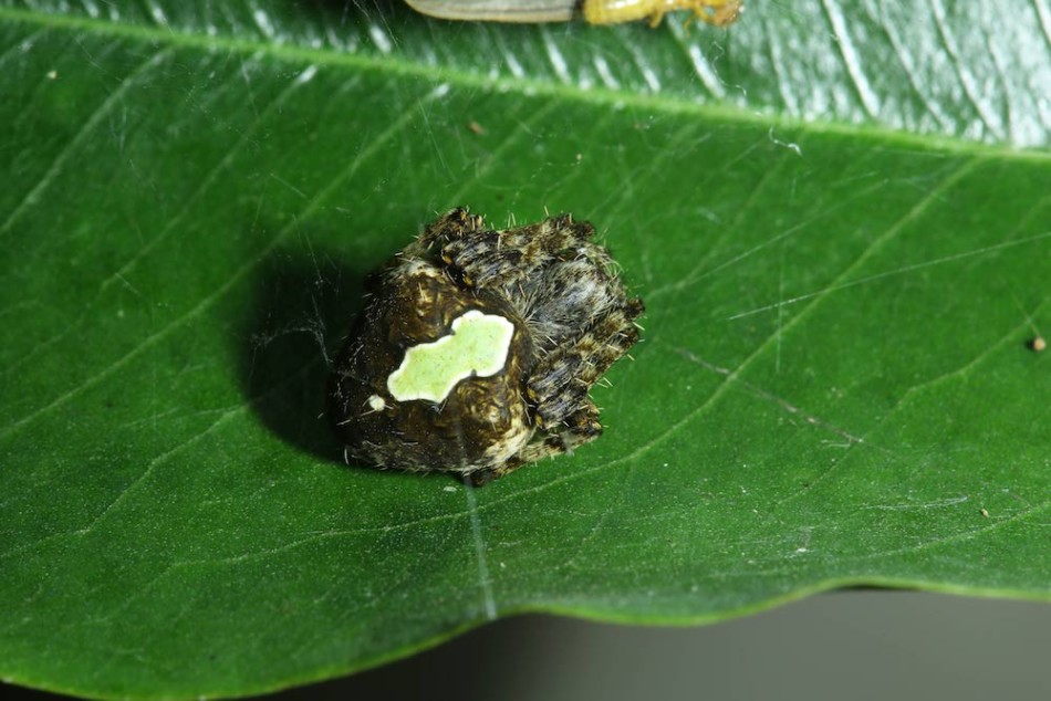 你很难看到一只深色蜘蛛的背上长着一块亮绿色的斑点,但这只新园蛛属蜘蛛就是如此。