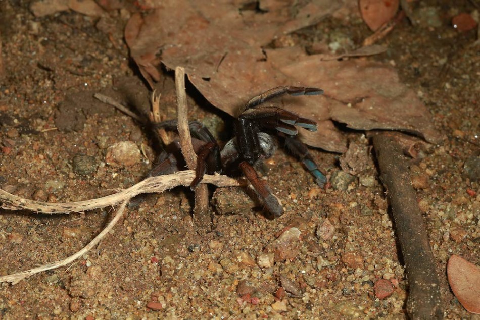 这种新的捕鸟蛛躲在地下的洞穴中,在脚上长有彩虹般的标记。