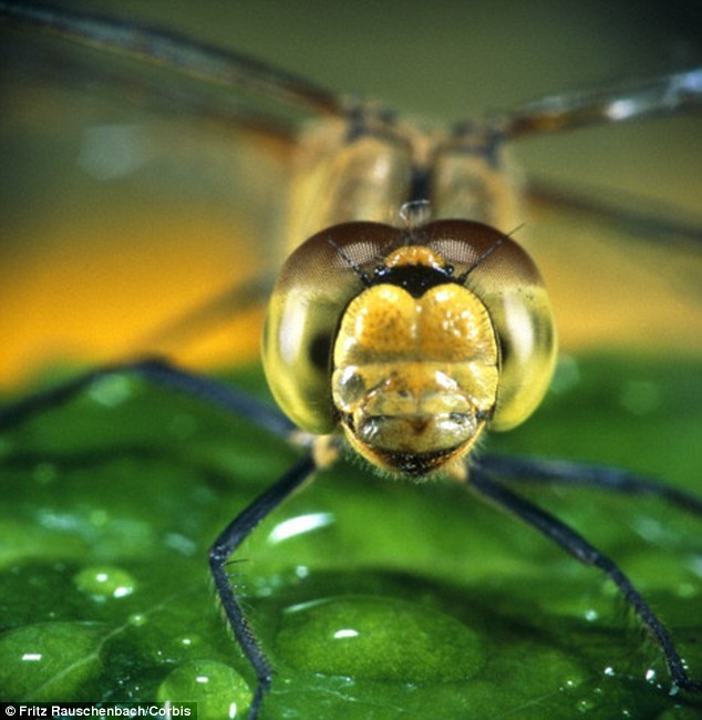 这是无脊椎动物拥有这种技能的第一个实例。当蜻蜓静静的停在一片树叶上,耐心等待猎物从它头顶飞过时,它的大眼睛看到的这个世界几乎是一个球形的。当时机成熟时,它就会迅
