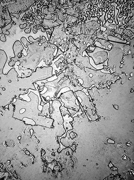 ������Ц���޵�����