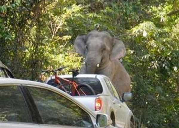 象群突然撞向马路上的汽车