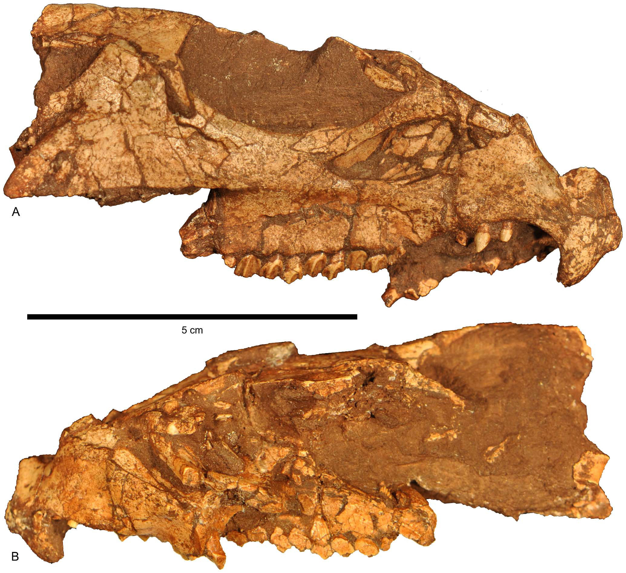 北美洲境内发现最早的有角恐龙物种,其历史可追溯至1.08亿年前,它属于三角恐龙的远亲,被命名为“Aquilops americanus”。