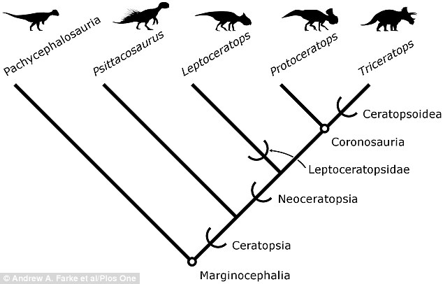 恐龙化石记录显示,三角恐龙崛起于现今亚洲地区,在大约1.08亿年前扩散至现今北美洲境内。这项最新研究表明,Aquilops americanus恐龙位于恐龙进化