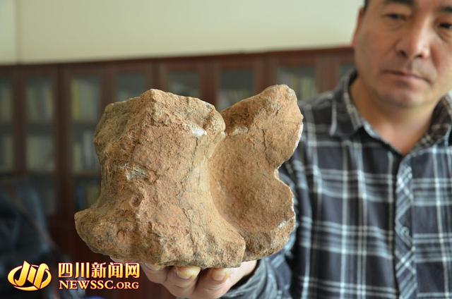 会理文管所内收藏的恐龙脊柱化石,罗本平摄