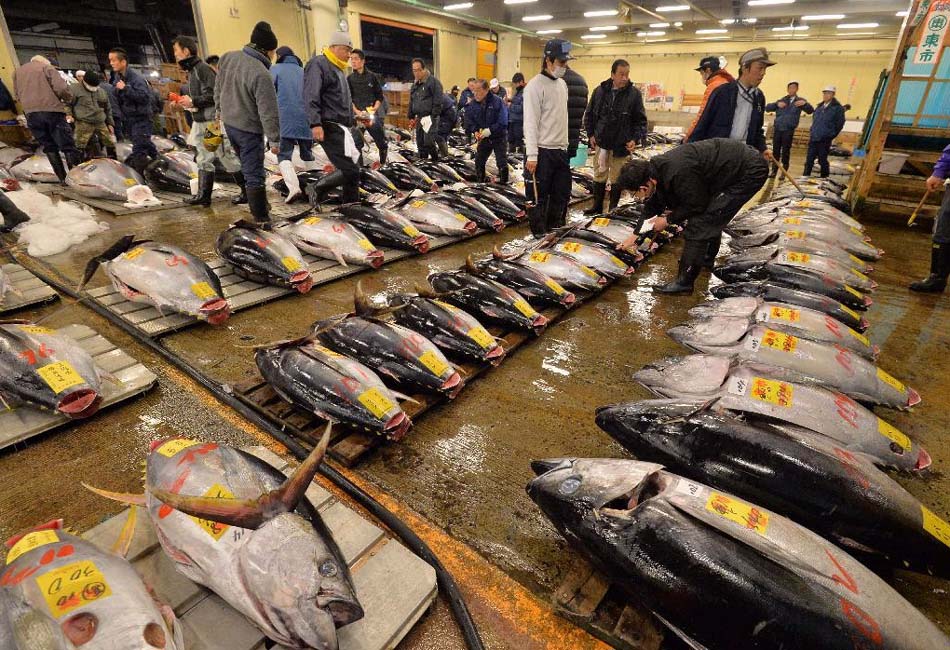 东京筑地中央批发市场拍卖现场