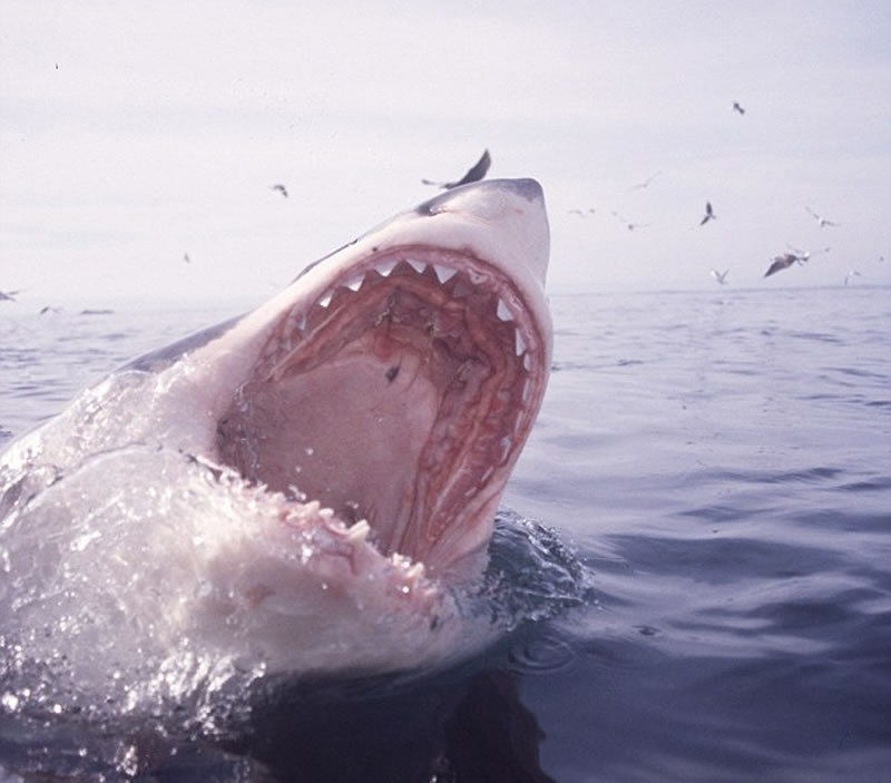 �޲�ɭͻȻ������ʲô����ҧ�������շ����Ϲ��ľ�Ȼ��һ������衣