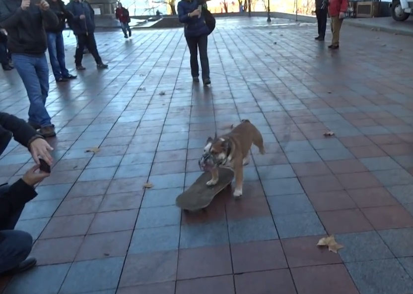 �ڿ����Ȼ����ϻ���������ɢʾ����Ⱥ