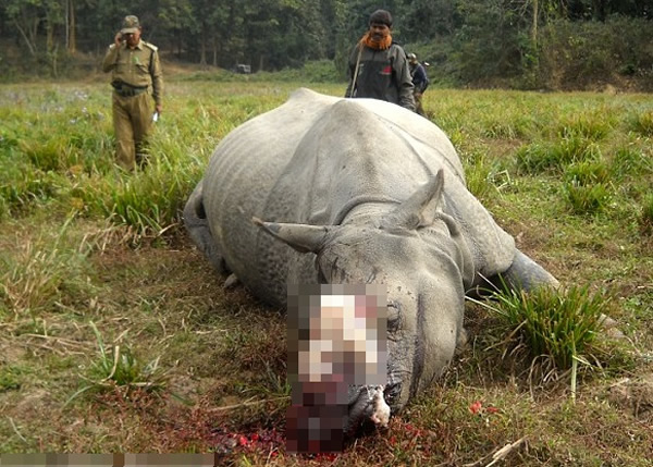 职员发现犀牛尸体时,其犀角已经被锯去。