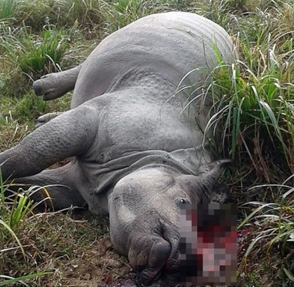 上月有一头雌性独角犀牛,被人锯去犀角后任由其流血致死。