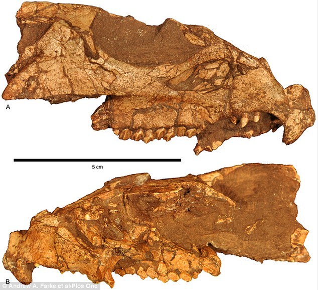 蒙大拿州出土了的柠檬大小的头盖骨,它是北美大陆迄今发现的最早的有角恐龙。这个头盖骨属于三角龙的远亲,叫做安琪洛浦(Aquilops)雪羊。它比自己卡车大小的后代