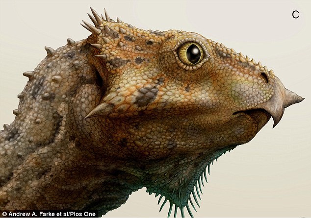 安琪洛浦(Aquilops)的头盖骨,大约8.4厘米长。它有很明显的鹰钩鼻,而且面颊上有尖腔。