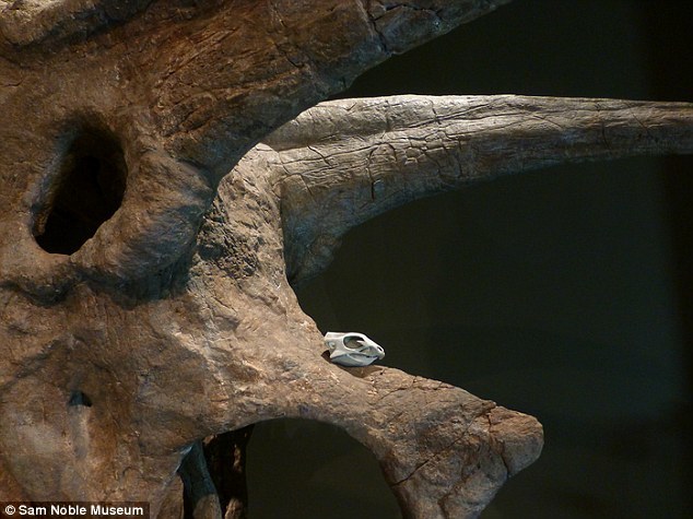 相较于后来物种标志性的头甲和面角,这种恐龙头部没有一点装饰。3D打印模拟了将安琪洛浦头盖骨放到三角龙头盖骨上的情形,人们可以清楚的看到这种新发现的恐龙是多么的小