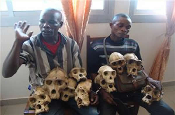 喀麦隆当局早前拘捕猎人(图),并检获猩猩头骨等赃物。