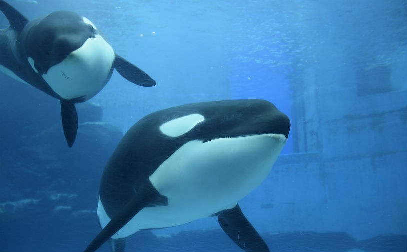 ������ĸ���������ʿһ���Ľ�ɫ���������׾�