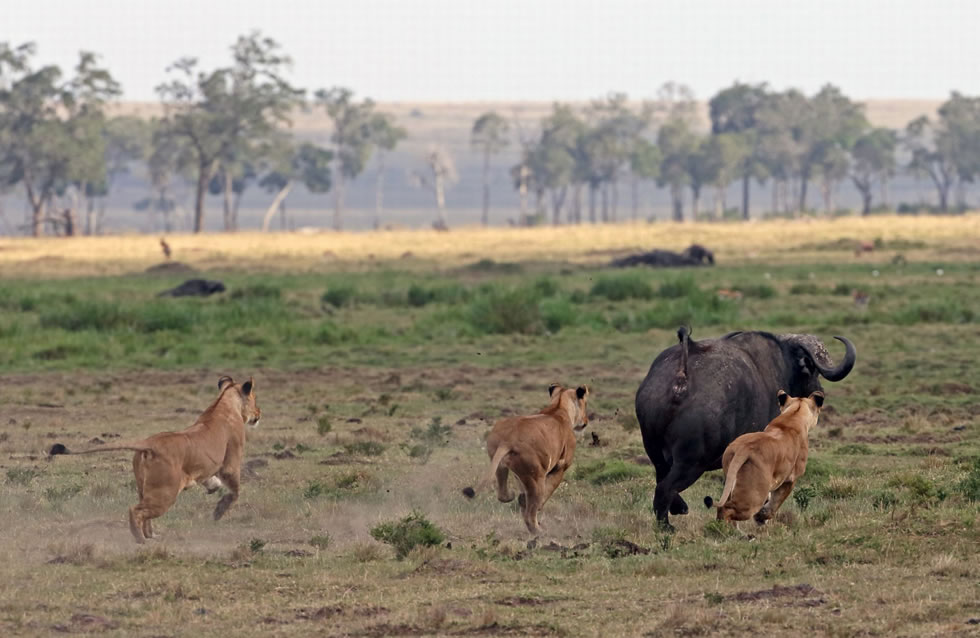 野牛逃走后,狮子依然在后面紧追不舍。