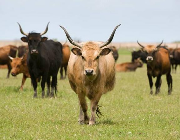 ������2009��ʱΪ�Լ��ڵ��Ŀ���ũ��������ʮ��ͷ��������ţ����������ţ��20����20�������������һ����Ʒ�֡�